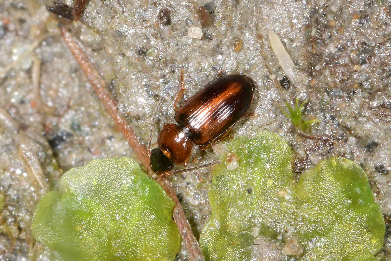 Carabidae: Acupalpus sp.?  S !  Acupalpus cfr. flavicollis